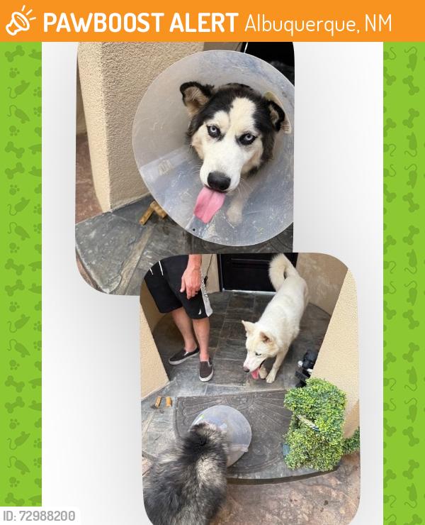 Found/Stray Male Dog last seen Congress St NW and Boulder St NW, Albuquerque, NM 87114