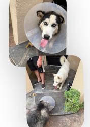 Found/Stray Male Dog last seen Congress St NW and Boulder St NW, Albuquerque, NM 87114
