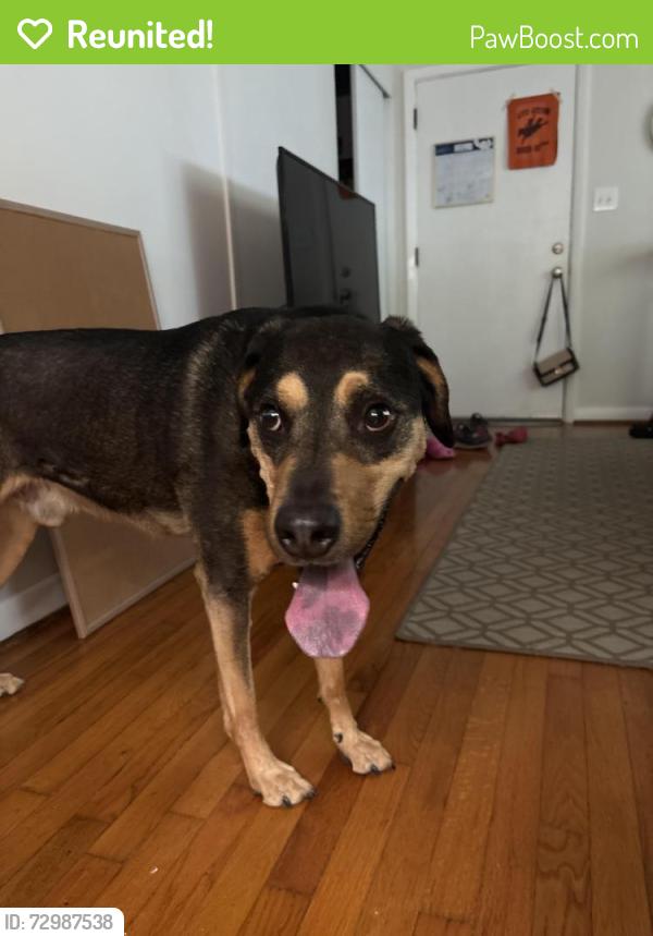 Reunited Male Dog last seen Purefoy Re, Chapel Hill, NC 27514