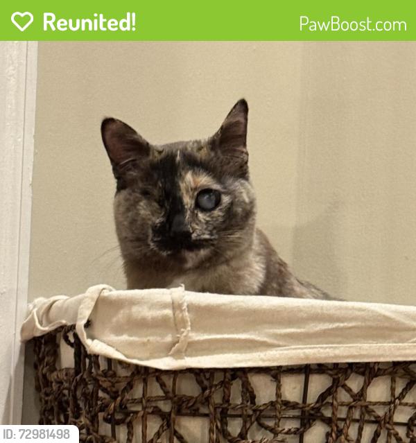 Reunited Female Cat last seen Near Potomac Falls HS, Cascades, VA 20165