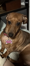 Lost Female Dog last seen Mound and 19th St , Panama City, FL 32405