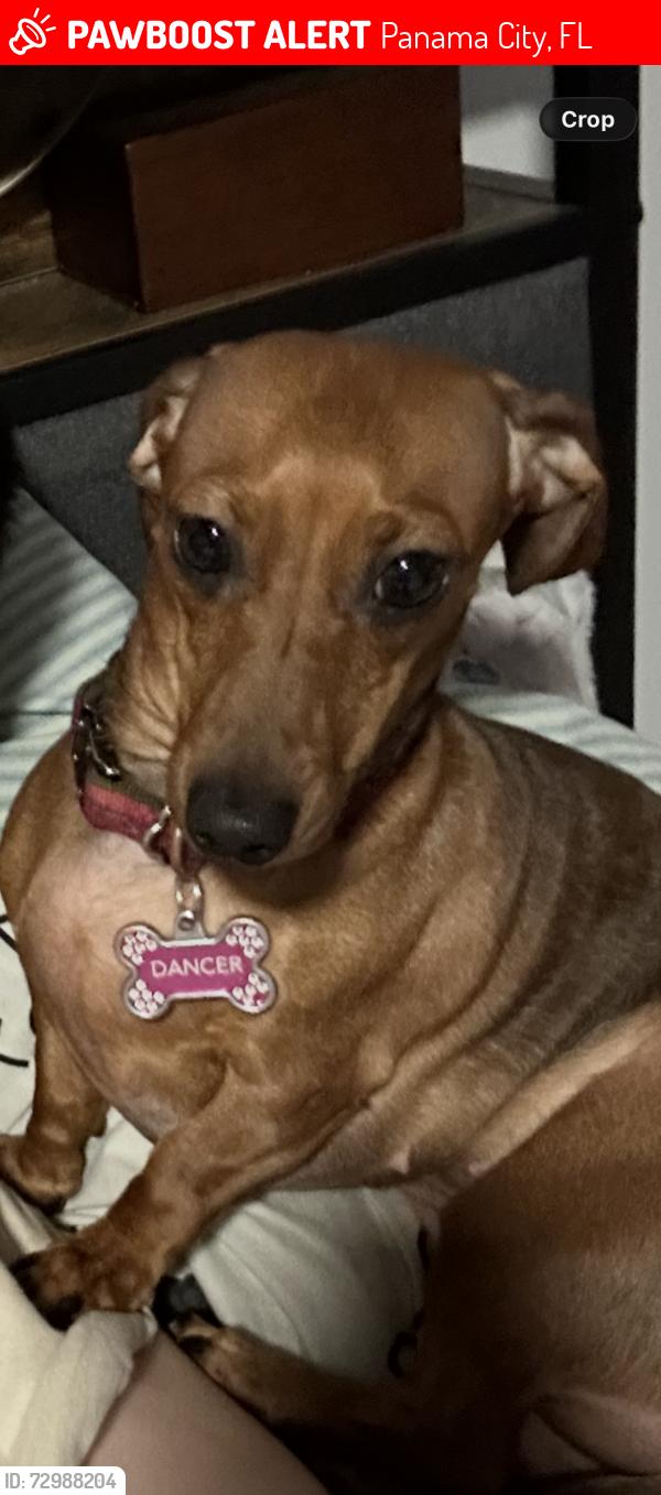Lost Female Dog last seen Mound and 19th St , Panama City, FL 32405