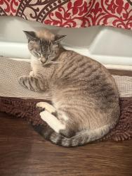 Lost Male Cat last seen Wheeler Rd, Seffner, FL 33584