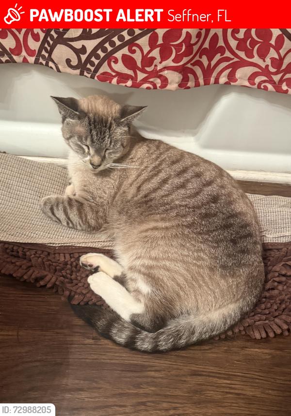 Lost Male Cat last seen Wheeler Rd, Seffner, FL 33584