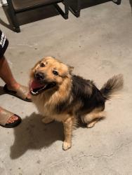 Found/Stray Male Dog last seen By Curtis Ave, Lehigh Acres, FL 33971