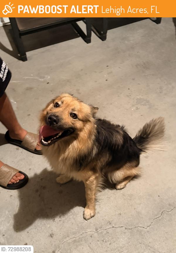 Found/Stray Male Dog last seen By Curtis Ave, Lehigh Acres, FL 33971
