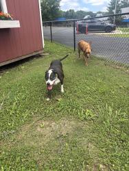 Reunited Unknown Dog last seen 61st street and Union, Tulsa, OK 74107