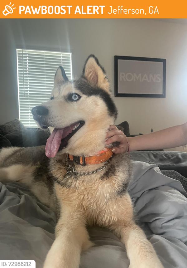 Found/Stray Female Dog last seen Highway 124, Jefferson, GA 30549