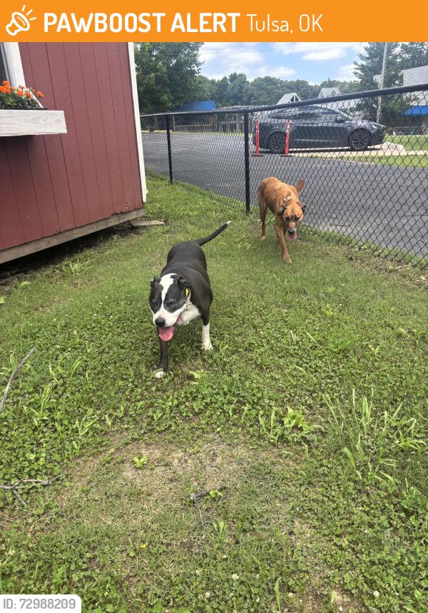 Found/Stray Unknown Dog last seen 61st street and Union, Tulsa, OK 74107