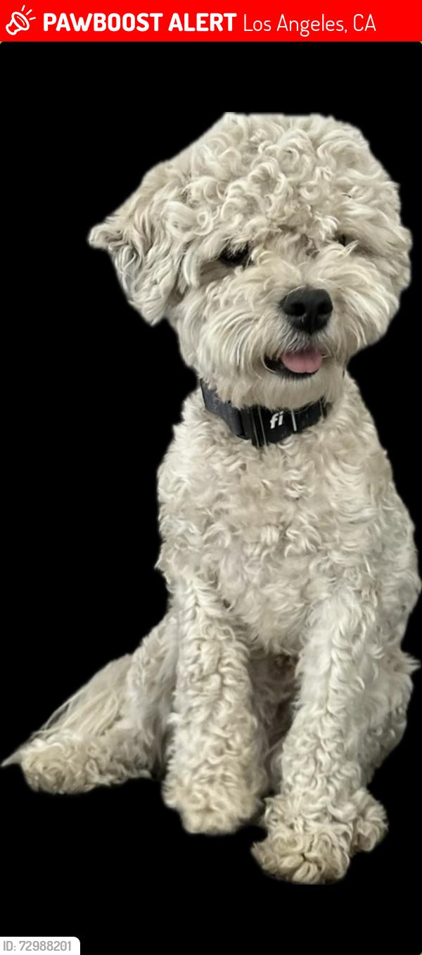 Lost Male Dog last seen Haddon Ave., Los Angeles, CA 91352