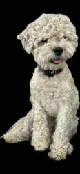 Lost Male Dog last seen Haddon Ave., Los Angeles, CA 91352