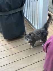 Found/Stray Unknown Cat last seen Minebrook Road, Bernards, NJ 07920