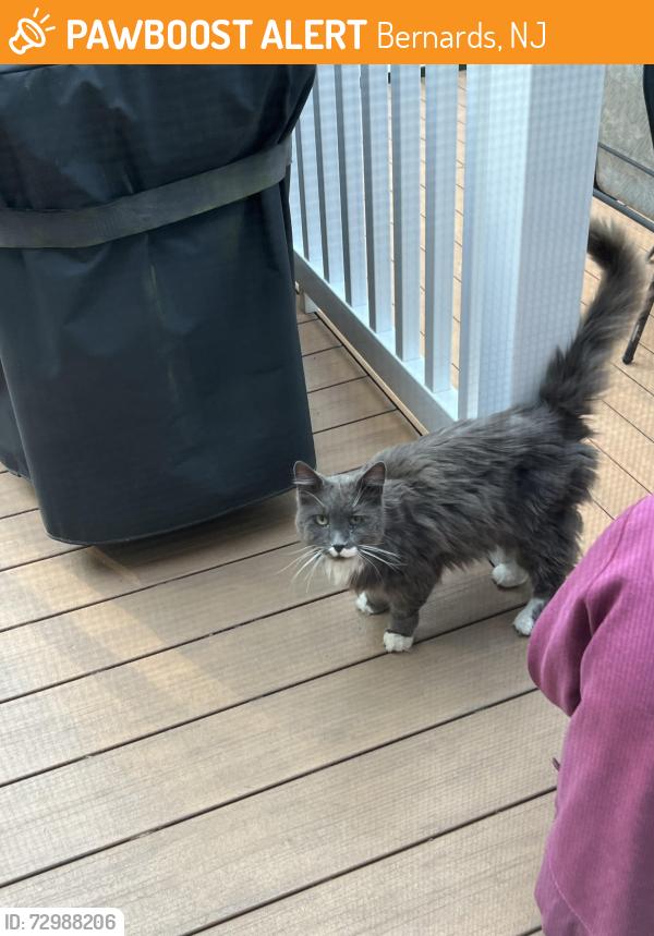 Found/Stray Unknown Cat last seen Minebrook Road, Bernards, NJ 07920