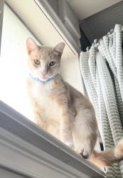 Reunited Male Cat last seen Near Pecan Dr, La Porte, TX 77571, USA, La Porte, TX 77571