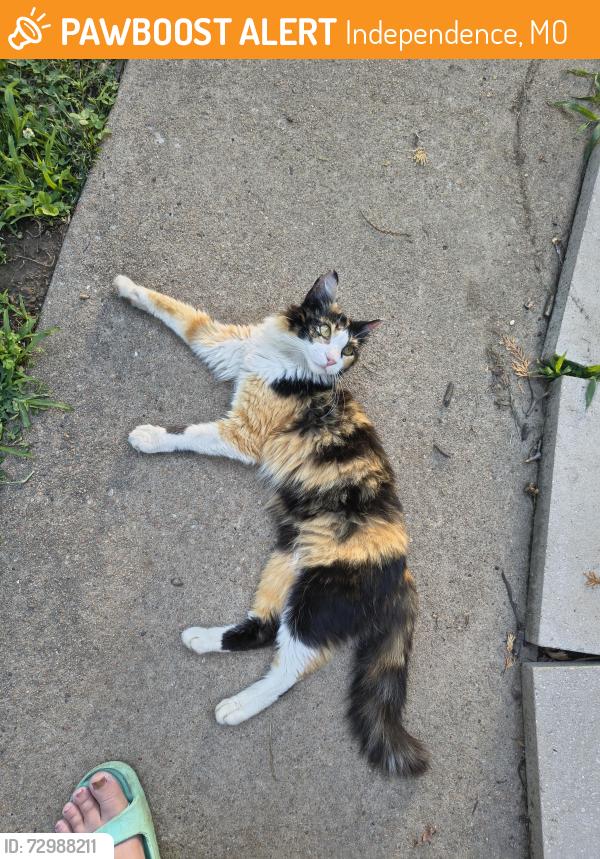 Found/Stray Female Cat last seen 18th & overton, Independence, MO 64052