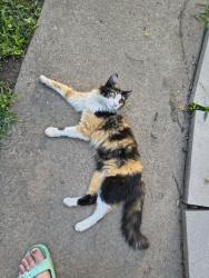 Found/Stray Female Cat last seen 18th & overton, Independence, MO 64052