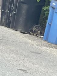 Found/Stray Unknown Cat last seen Near W Fletcher, Chicago, IL 60641