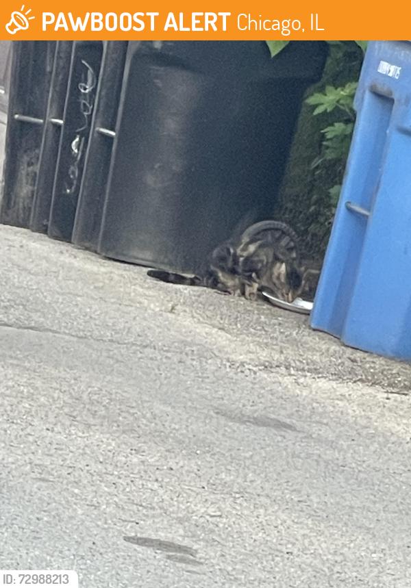 Found/Stray Unknown Cat last seen Near W Fletcher, Chicago, IL 60641