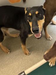 Shelter Stray Female Dog last seen Near BLOCK W 3500 S, MAGNA UT 84044, 4522 W 3500 S, West Valley City, UT 84120, USA