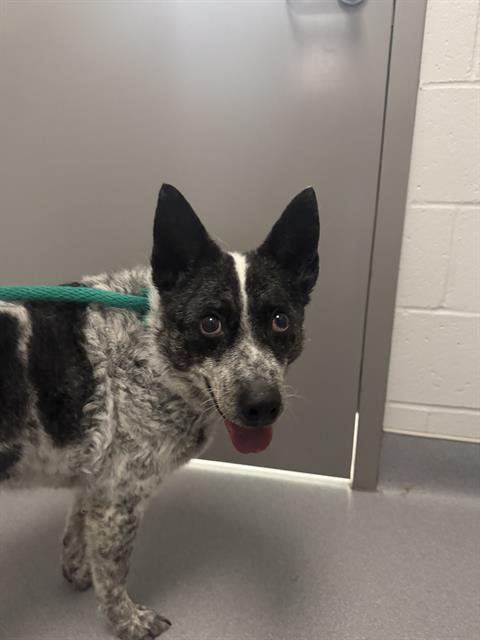 Shelter Stray Female Dog last seen Near , 2600 S Harding St, Indianapolis, IN 46221, USA