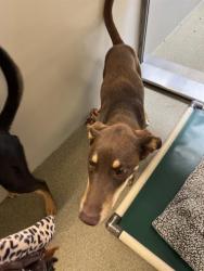 Shelter Stray Female Dog last seen Near BLOCK W 3500 S, WEST VALLEY CITY, 4522 W 3500 S, West Valley City, UT 84120, USA