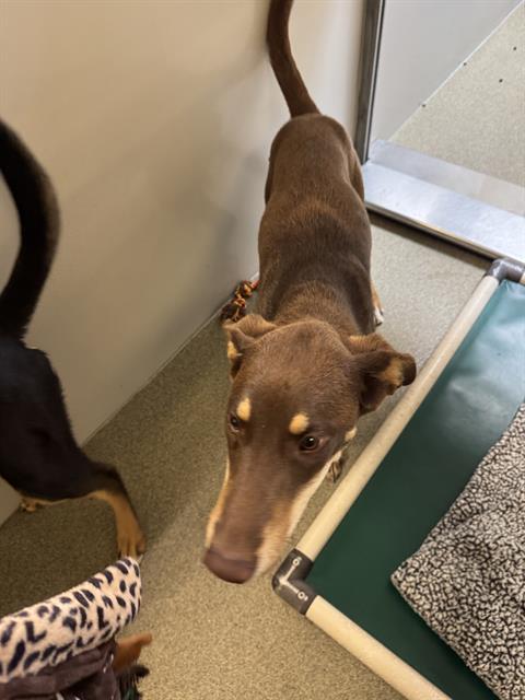 Shelter Stray Female Dog last seen Near BLOCK W 3500 S, WEST VALLEY CITY, 4522 W 3500 S, West Valley City, UT 84120, USA