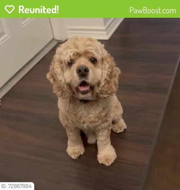 Reunited Male Dog last seen Kinder ranch, San Antonio, TX 78260