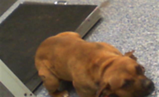 Shelter Stray Female Dog last seen CHARLOTTE, 8315 Byrum Dr, Charlotte, NC 28217, USA