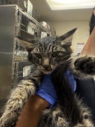 Shelter Stray Male Cat last seen Near BLOCK FLABOB AVE, JURUPA VALLEY CA 92509, 6851 Van Buren Boulevard, Jurupa Valley, CA 92509, USA