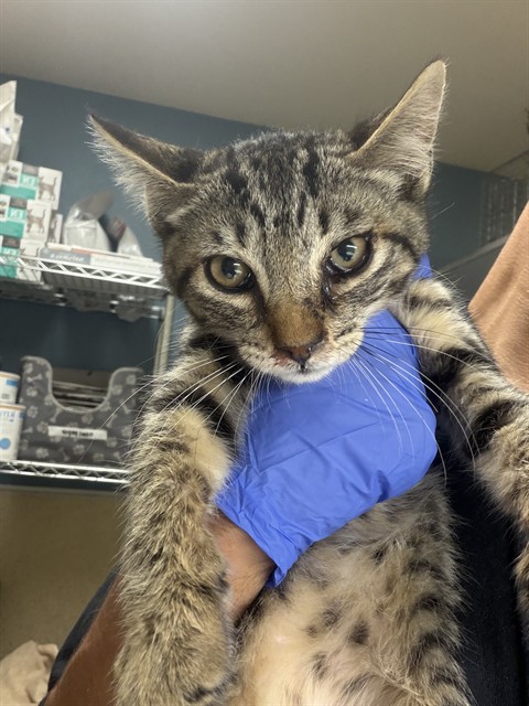 Shelter Stray Male Cat last seen Near BLOCK FLABOB AVE, JURUPA VALLEY CA 92509, 6851 Van Buren Boulevard, Jurupa Valley, CA 92509, USA
