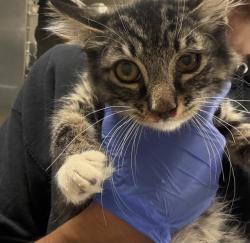 Shelter Stray Male Cat last seen Near BLOCK FLABOB AVE, JURUPA VALLEY CA 92509, 6851 Van Buren Boulevard, Jurupa Valley, CA 92509, USA