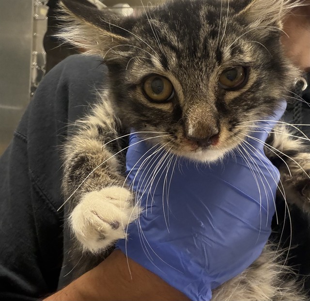 Shelter Stray Male Cat last seen Near BLOCK FLABOB AVE, JURUPA VALLEY CA 92509, 6851 Van Buren Boulevard, Jurupa Valley, CA 92509, USA