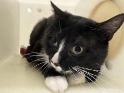 Shelter Stray Male Cat last seen Near BLOCK N MARSHALL ST, 3839 W Burnham St, West Milwaukee, WI 53215, USA