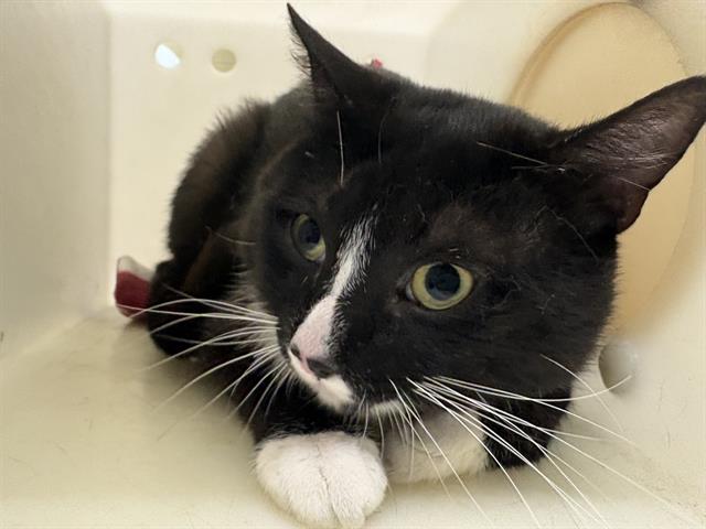 Shelter Stray Male Cat last seen Near BLOCK N MARSHALL ST, 3839 W Burnham St, West Milwaukee, WI 53215, USA
