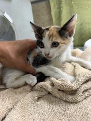 Shelter Stray Female Cat last seen TYLER ST, RIVERSIDE, CA, 6851 Van Buren Boulevard, Jurupa Valley, CA 92509, USA
