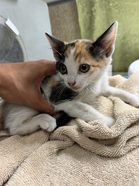 Shelter Stray Female Cat last seen TYLER ST, RIVERSIDE, CA, 6851 Van Buren Boulevard, Jurupa Valley, CA 92509, USA
