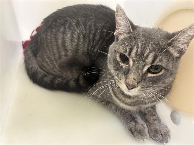 Shelter Stray Unknown Cat last seen Near BLOCK E SINGER CIR, 3839 W Burnham St, West Milwaukee, WI 53215, USA