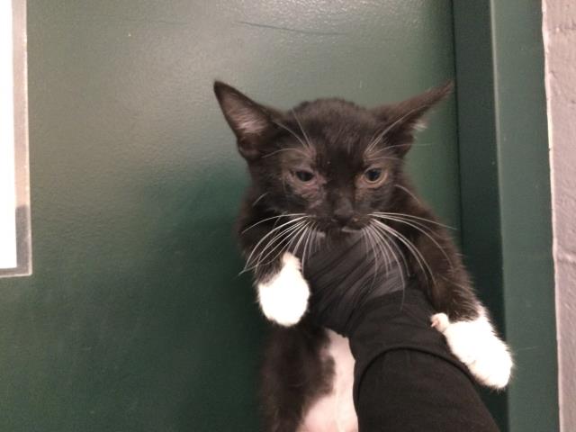 Shelter Stray Female Cat last seen Near BLOCK VALENCIA ST CATHEDRAL CITY CA 92234, Thousand Palms, CA, USA