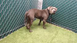 Shelter Stray Male Dog last seen , 11258 Garfield Ave, Downey, CA 90242, USA