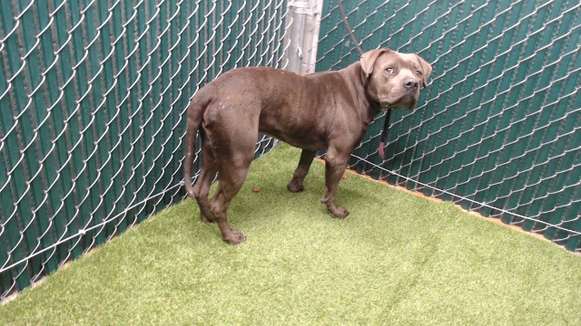 Shelter Stray Male Dog last seen , 11258 Garfield Ave, Downey, CA 90242, USA