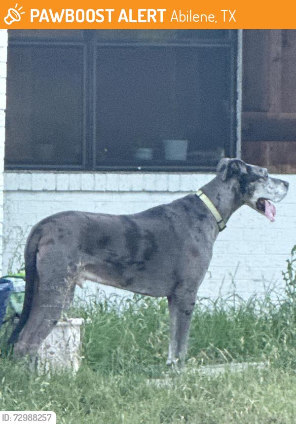 Found/Stray Male Dog last seen Brookhollow Dr and Brentwood, Abilene, TX 79605