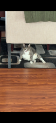 Lost Female Cat last seen 136th and Colorado , Thornton, CO 80602