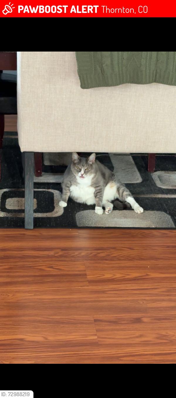 Lost Female Cat last seen 136th and Colorado , Thornton, CO 80602