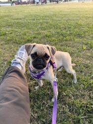 Lost Female Dog last seen Vincent and cypress.  Coney ave and Cypress Ave, Covina, CA 91723