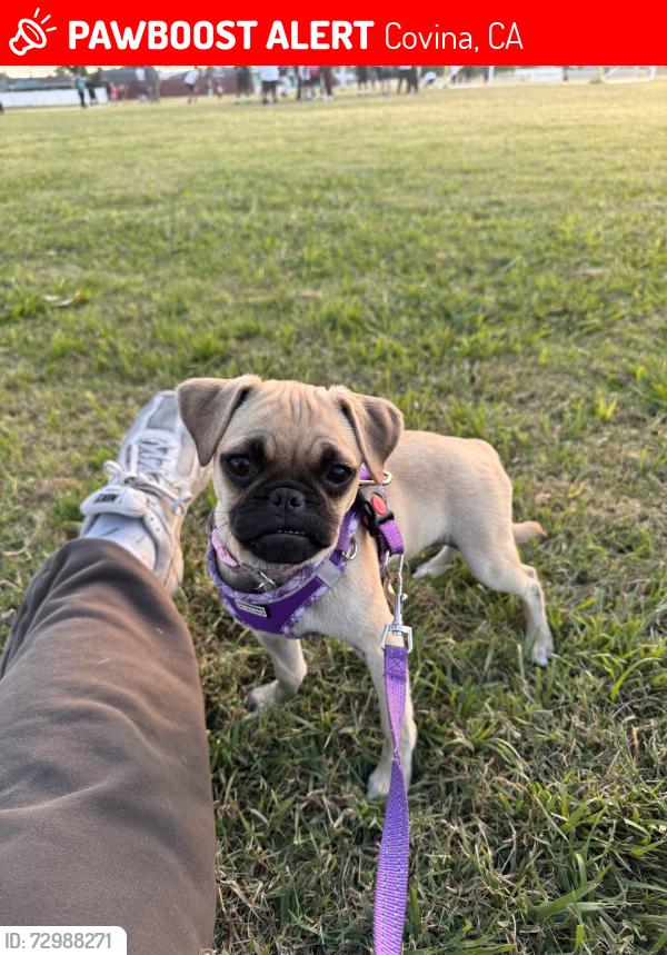 Lost Female Dog last seen Vincent and cypress.  Coney ave and Cypress Ave, Covina, CA 91723
