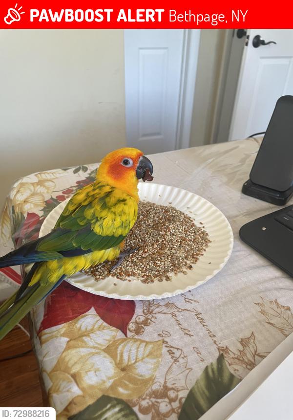 Lost Unknown Bird last seen Hicksville , Bethpage, NY 11714