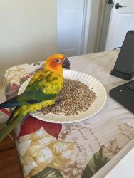 Lost Unknown Bird last seen Hicksville , Bethpage, NY 11714