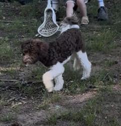 Reunited Male Dog last seen Robinhood RD and Millhaven, Winston-Salem, NC 27106