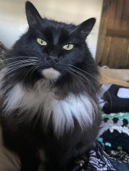 Reunited Male Cat last seen 4th Street and Donax Ave, Imperial Beach, CA 91932