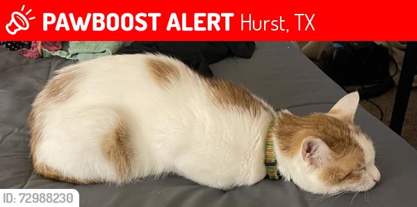 Lost Male Cat last seen Brown Trail, Pipeline hurst tx, Hurst, TX 76053